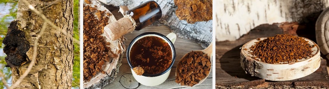 Chaga extract..jpg